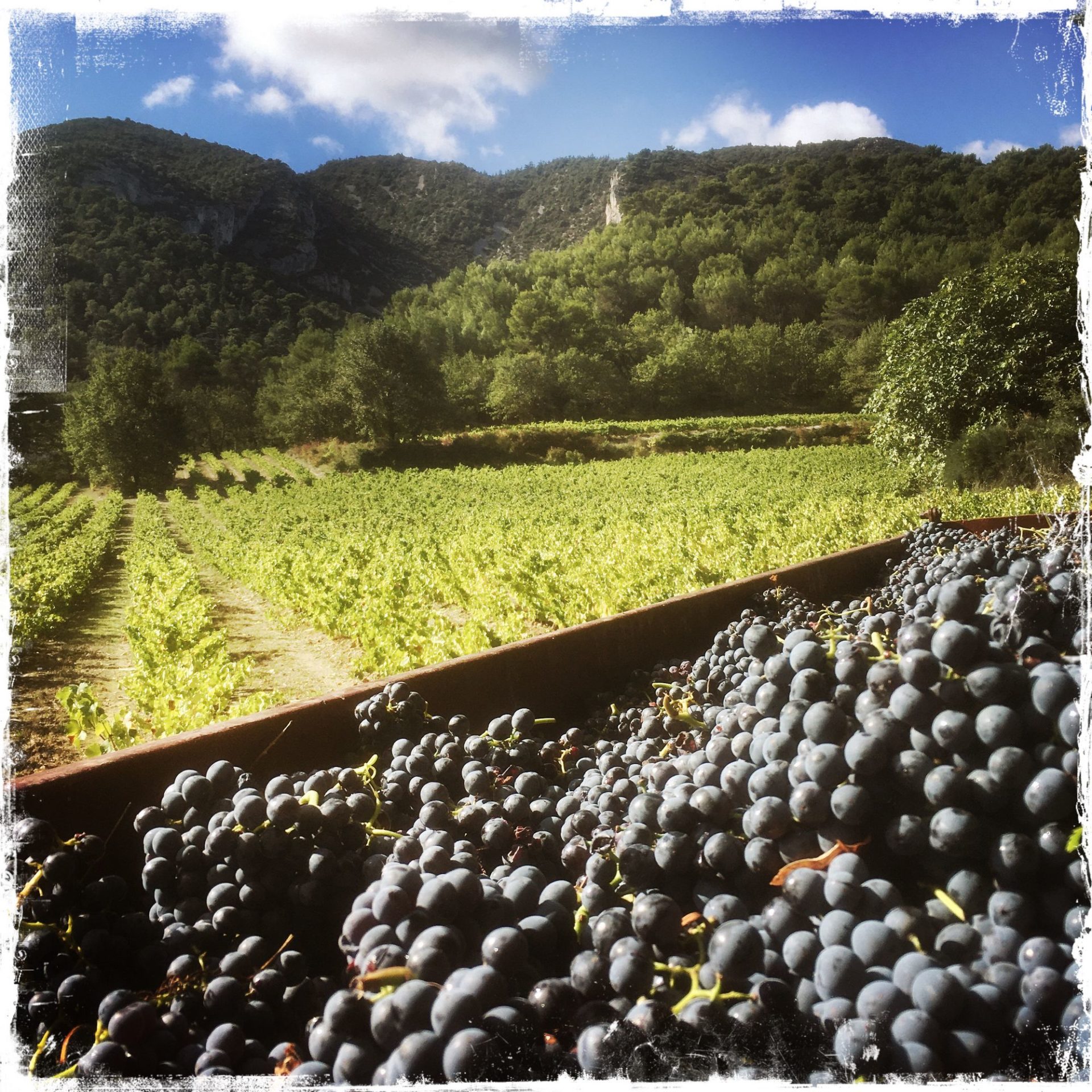 Lire la suite à propos de l’article Le temps des vendanges